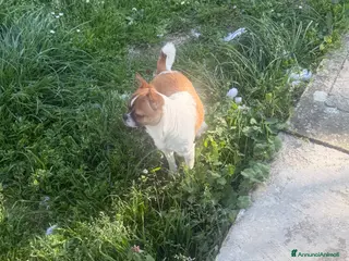 Chihuahua cani Chihuahua - Annuncio 2
