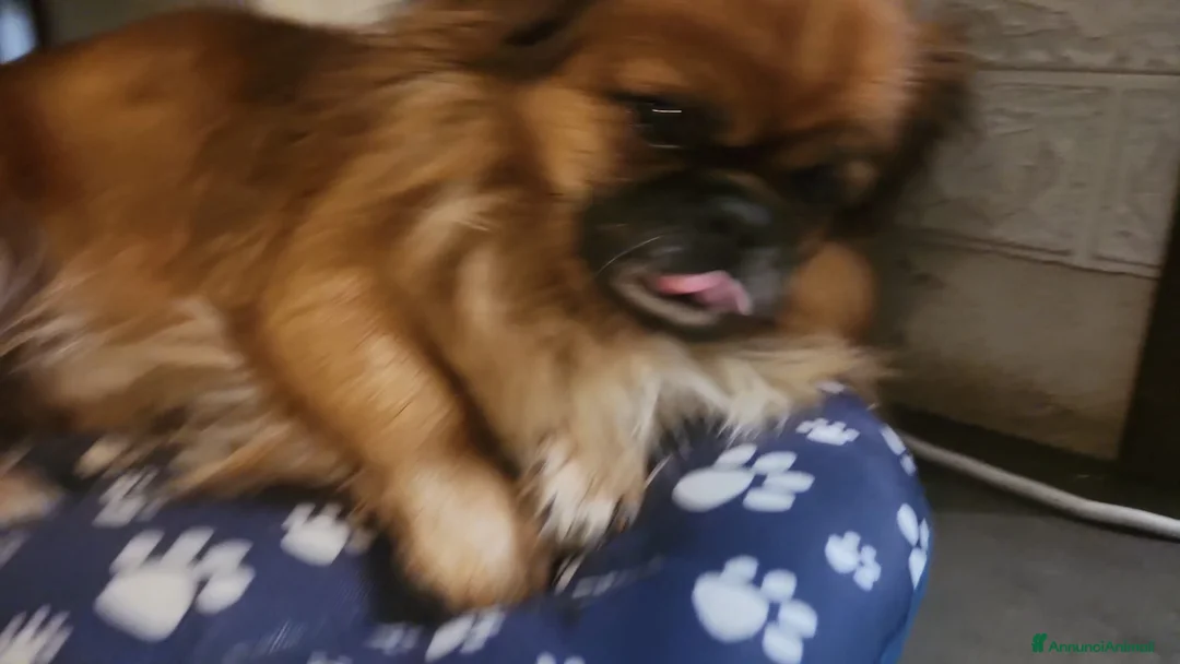 Pechinese cani per accoppiamento:  alto 25 centimetri. - Annuncio 1