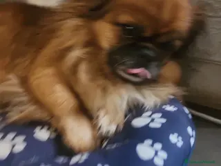 Pechinese cani alto 25 centimetri. - Annuncio 8