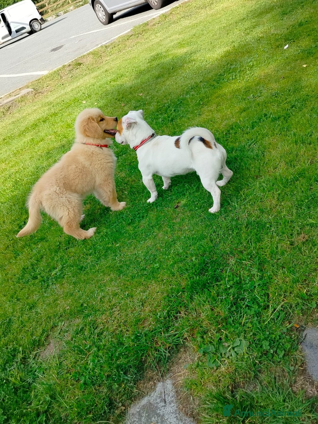 Golden Retriever cani in vendita: Golden Retriever Americano a Valle d'Aosta - Immagine 4