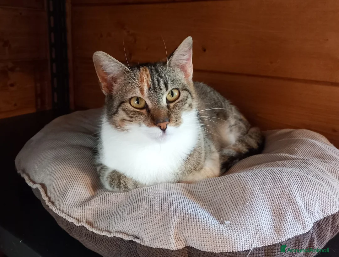 Europeo gatti in regalo: Karina, dolce micia tricolore in adozione! - Annuncio 2