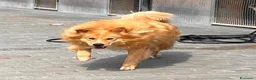 Meticcio cani in regalo: DIOR BELLISSIMO  - Annuncio 7
