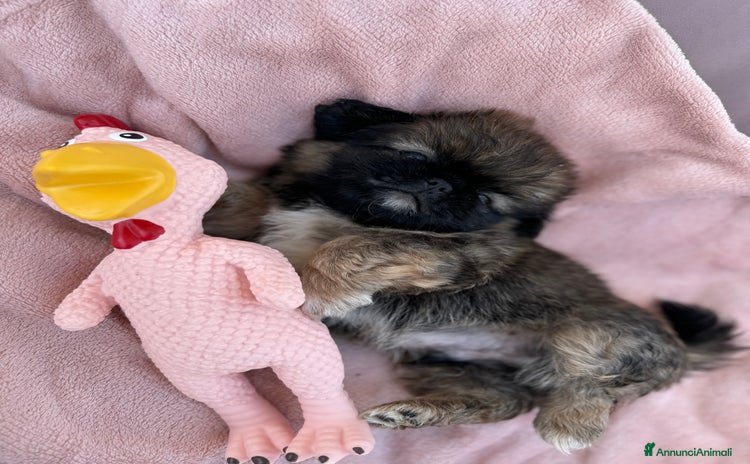 Pechinese cani a Рим - Annuncio 1