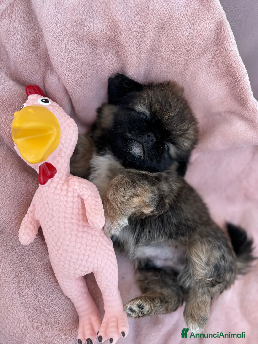 Pechinese cani in vendita: Cuccioli pechinese  a Рим - Immagine 1
