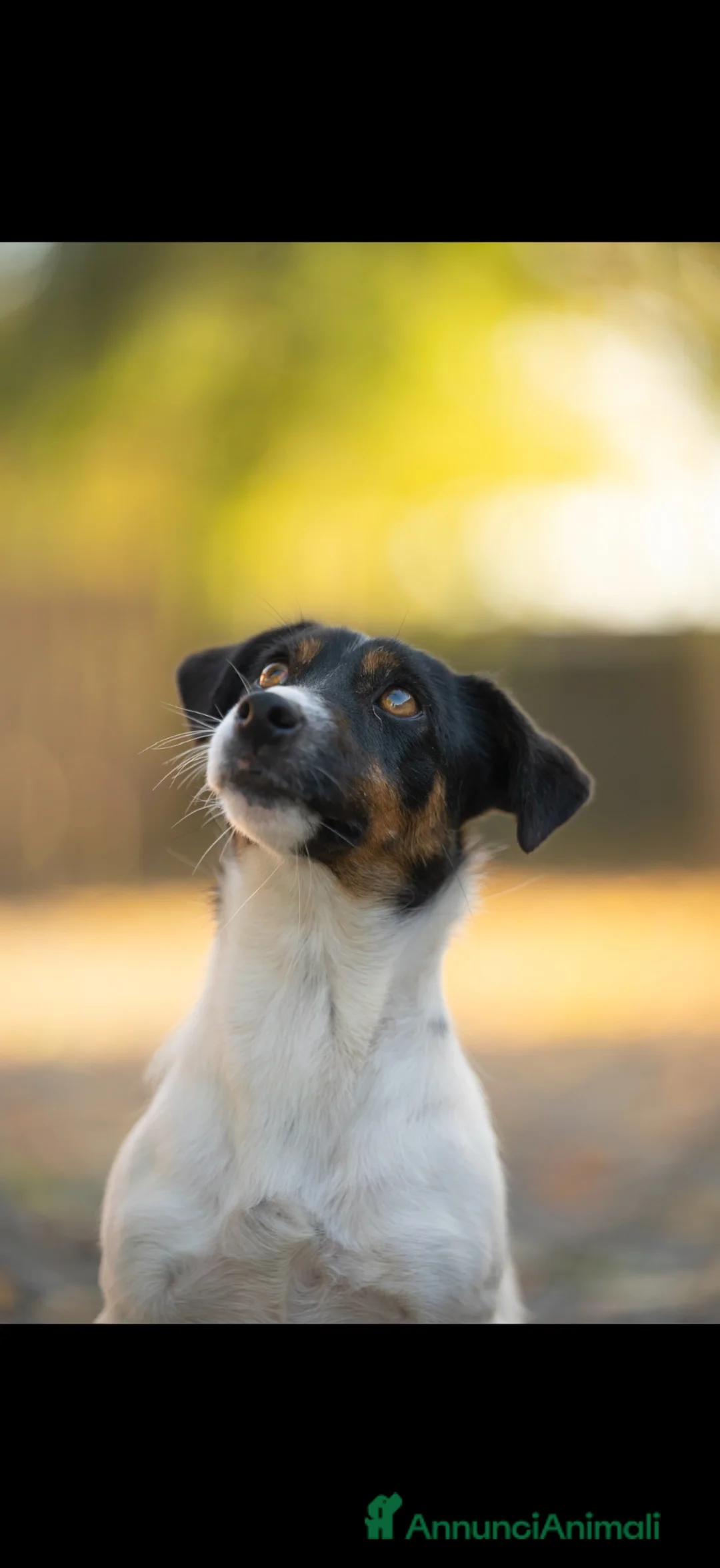 Jack Russell cani in vendita: Splendidi cuccioli di jack Russell terrier  - Annuncio 7