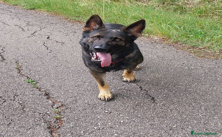 Pastore Tedesco cani - Annuncio 1