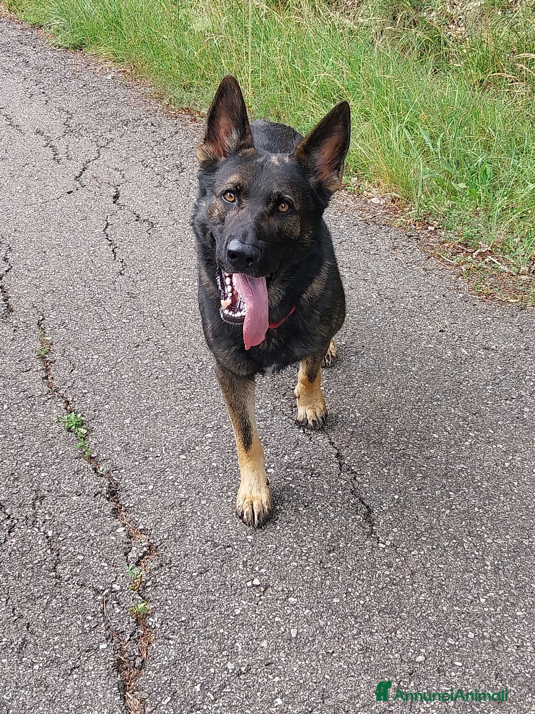 Pastore Tedesco cani per accoppiamento: Pastore Tedesco (Grigione) disponibile per monta  - Annuncio 1