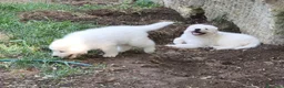 Pastore Abbruzzese Maremmano cani in vendita: Cuccioli di Pastore Maremmano con Pedigree a Città metropolitana di Roma Capitale - Annuncio 14