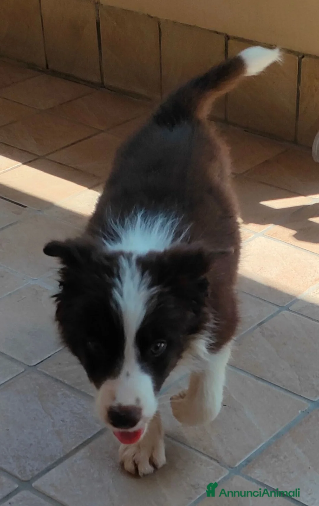 Border Collie cani in vendita: Border collie  - Annuncio 1