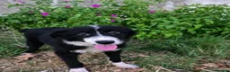 Meticcio cani in regalo:     DRUSILLA 🩷 IL SUO POSTO È ACCANTO A TE. 🙏🏻 a Provincia di Asti - Annuncio 4