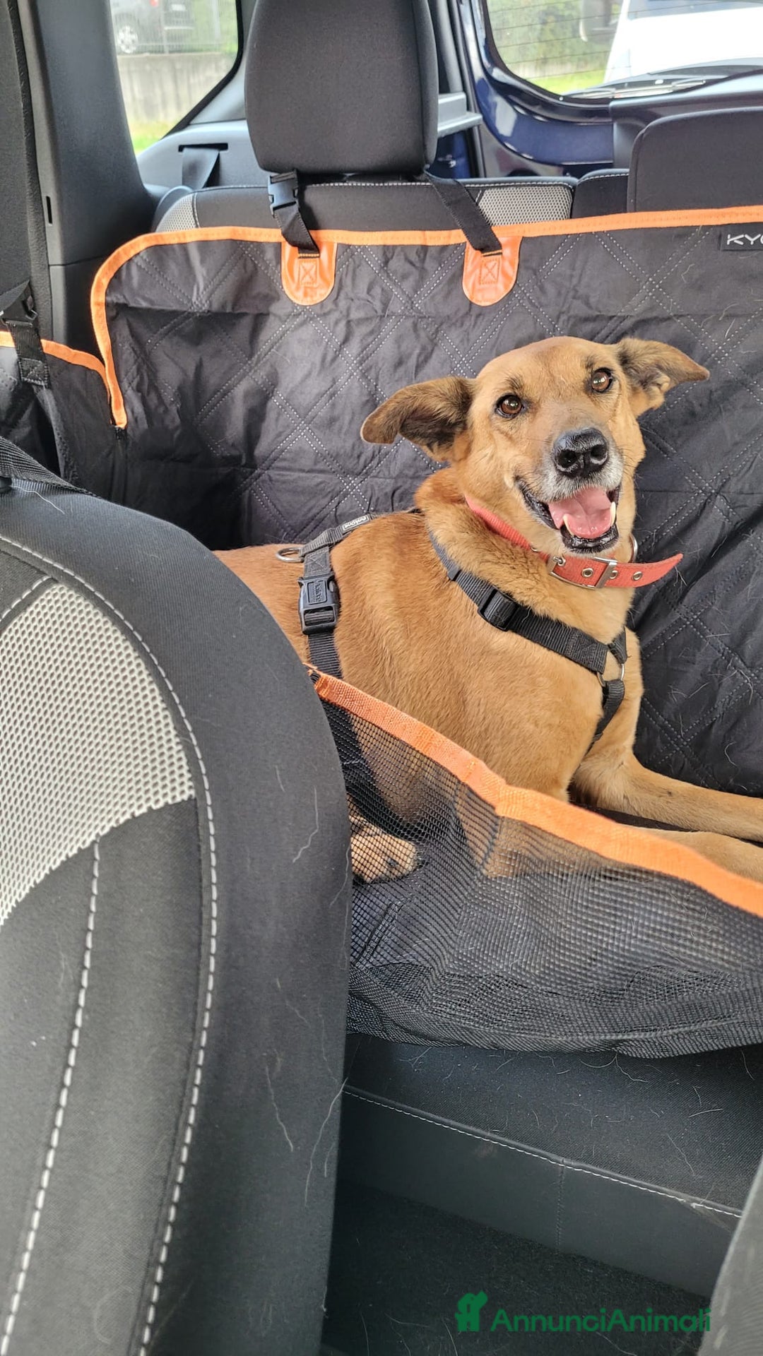 Meticcio cani in regalo: Splendida meticcia - FAITH - Annuncio 1