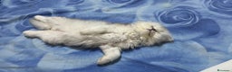 British gatti in vendita: British longhair - Annuncio 11