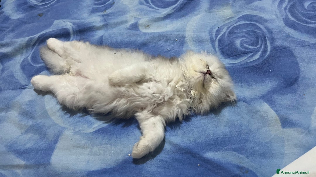 British gatti in vendita: British longhair - Annuncio 11