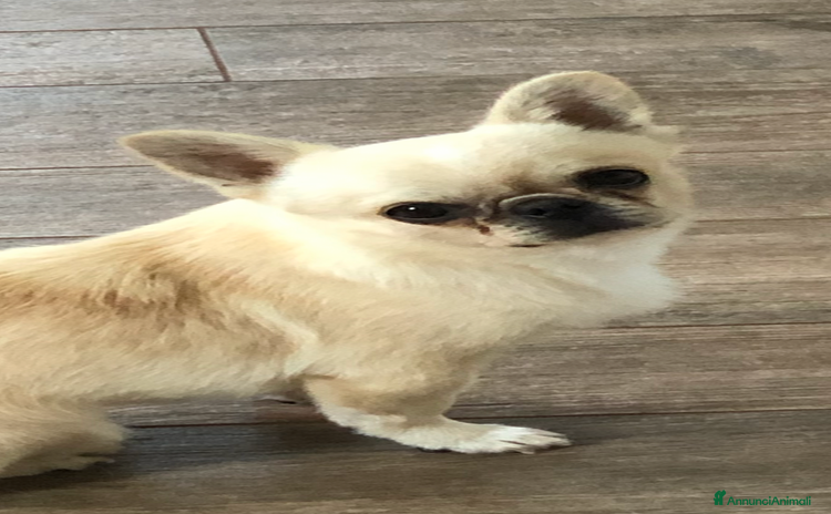 Chihuahua cani - Annuncio 15