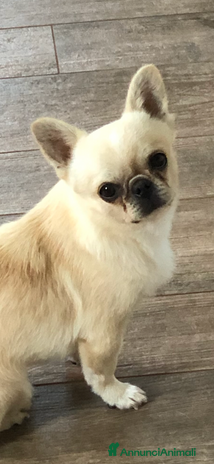 Chihuahua cani - Annuncio 15