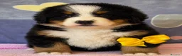 Bovaro del Bernese cani in vendita: Bovaro del Bernese Cuccioli disponibili  - Annuncio 7