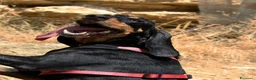 Meticcio cani in regalo: Bea in adozione - Annuncio 1