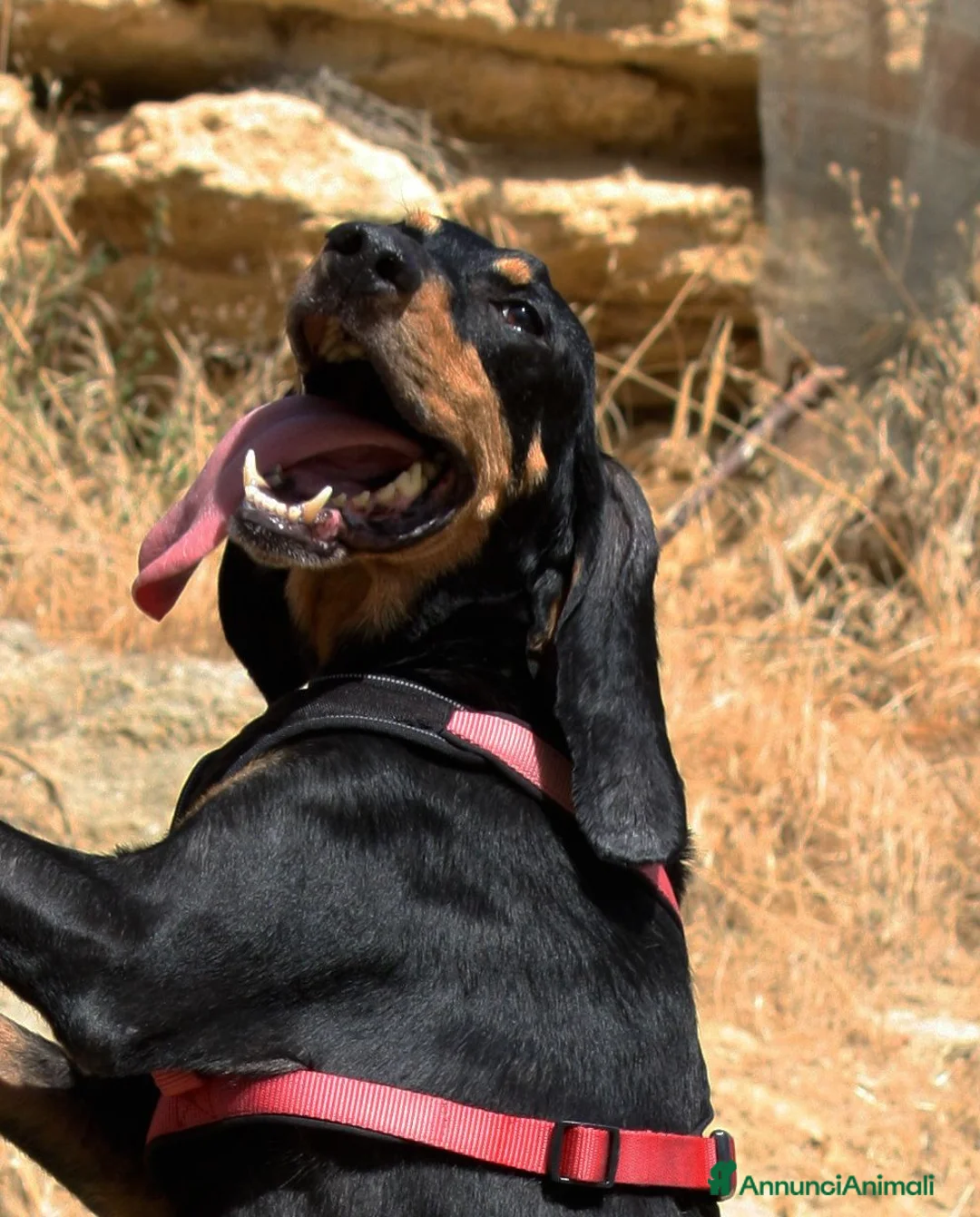 Meticcio cani in regalo: Bea in adozione - Annuncio 1