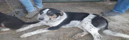 Meticcio cani in regalo: kiki in adozione - Annuncio 5
