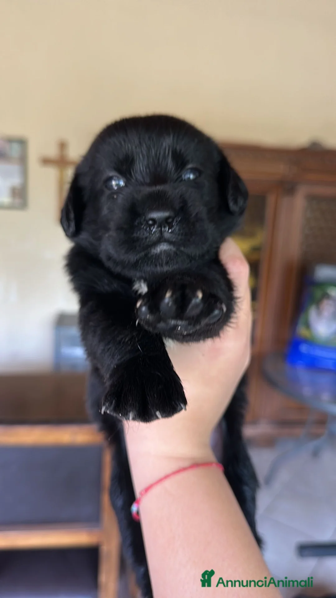 Labrador cani in vendita: Cuccioli Labrador nero a Città Metropolitana di Napoli - Annuncio 1