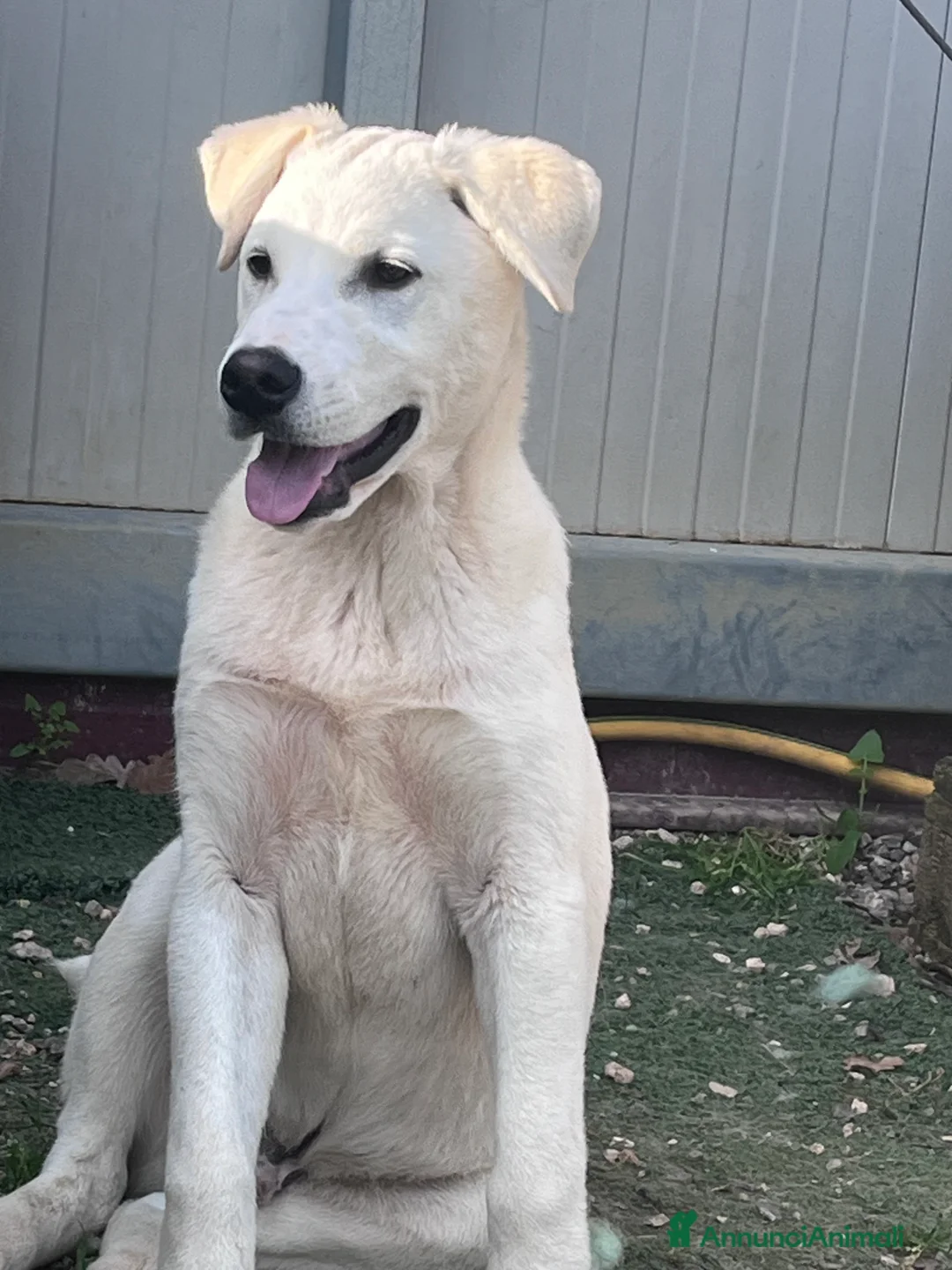Labrador cani in regalo: Cucciolo in canile a Città metropolitana di Roma Capitale - Annuncio 2