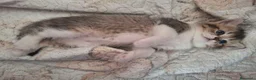 British gatti in vendita: Bellissimi Cuccioli British Shorthair  - Annuncio 4