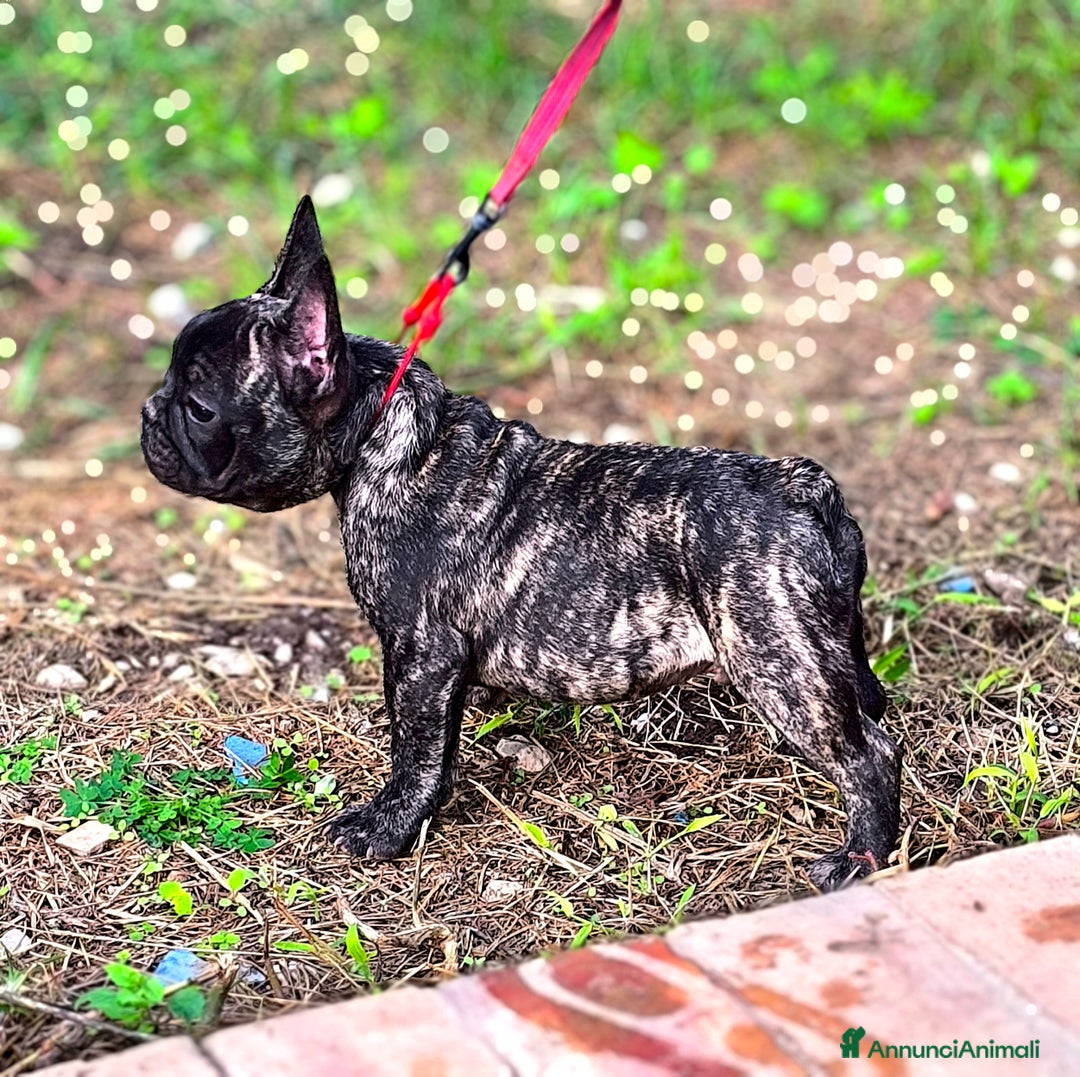 Bulldog Francese cani in vendita: Bulldog francese cuccioli enci a Provincia di Salerno - Annuncio 28