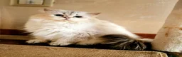 British gatti in vendita: British Longhair  - Annuncio 14