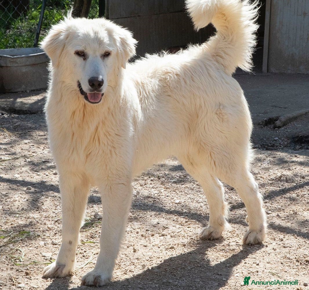 Meticcio cani IL TENERISSIMO LUCKY a Provincia autonoma di Trento - Annuncio 19