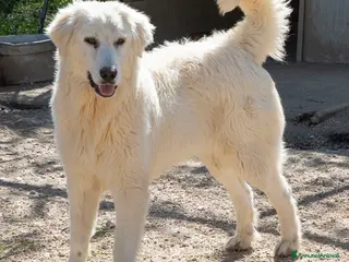 Meticcio cani IL TENERISSIMO LUCKY a Provincia autonoma di Trento - Annuncio 3
