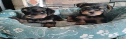 Yorkshire cani in vendita: Cuccioli maschi Yorkshire - Annuncio 4