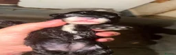 Barboncino Toy cani in vendita: Cuccioli di barboncino  a Provincia di Massa e Carrara - Annuncio 4