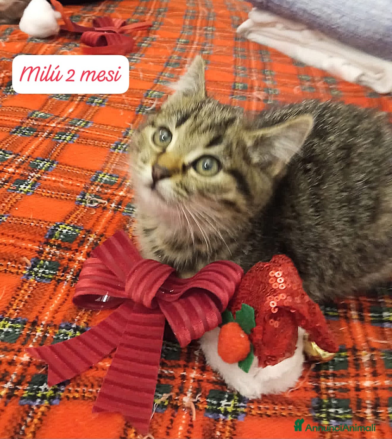 Europeo gatti S.o.s. gattini da salvare  - Annuncio 1