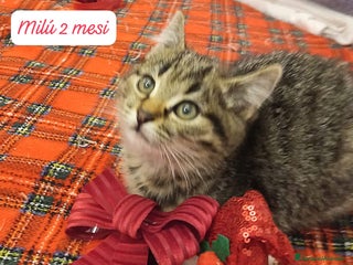 Europeo gatti S.o.s. gattini da salvare - Annuncio 1