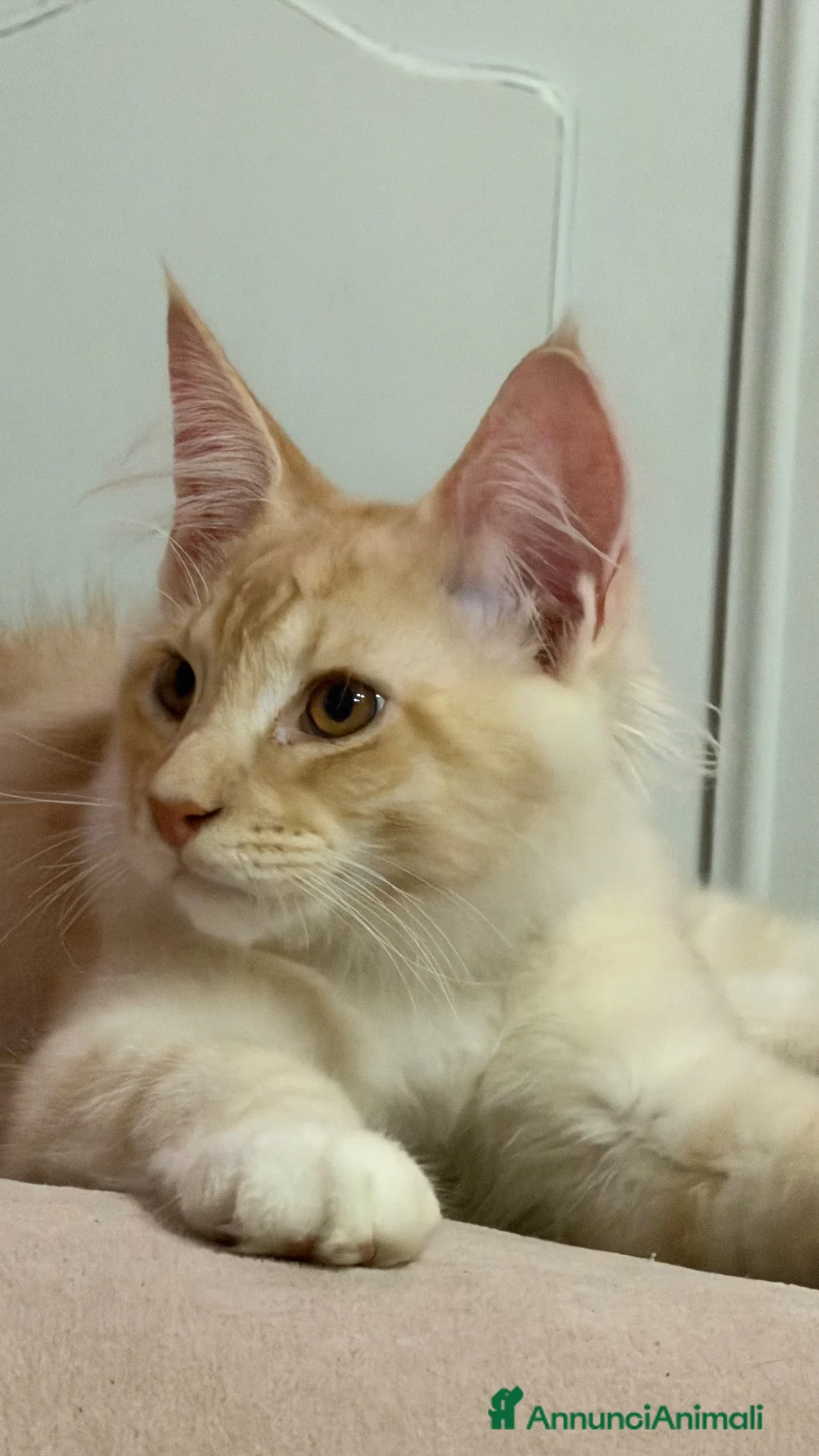 Maine Coon gatti in vendita: Maine Coon bellissimi  - Annuncio 1