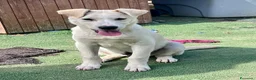 Meticcio cani in regalo: Cucciolo simil Labrador  a Città metropolitana di Roma Capitale - Annuncio 4