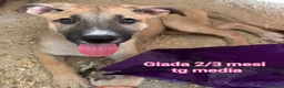 Meticcio cani in regalo: CUCCIOLI, URGENTE: TEMPO SCADUTO  a Provincia di Arezzo - Annuncio 3
