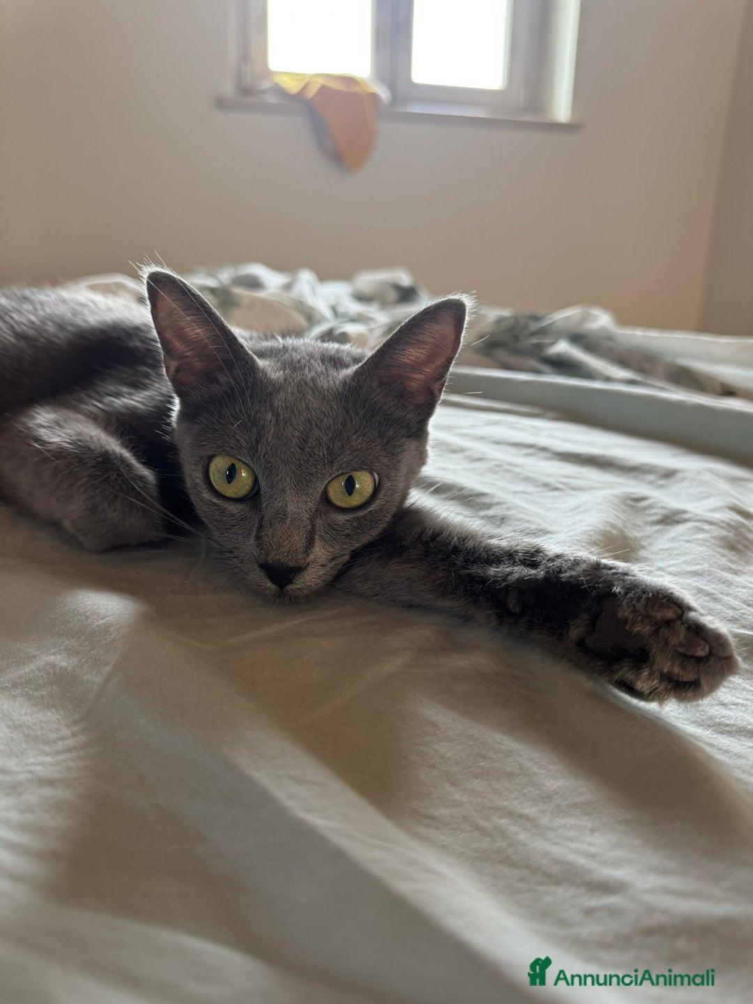 Certosino gatti in regalo: Certosina femmina di 8 mesi a Metropolitan City of Rome Capital - Annuncio 9