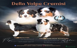 Australian Shepherd cani in vendita: Femmina Tricolor Black - Sunny  a Provincia di Vicenza - Immagine 7