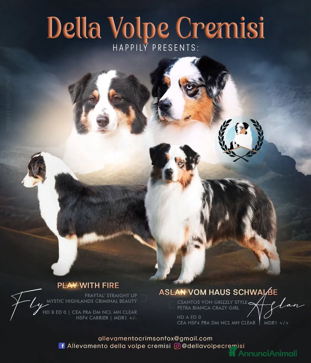 Australian Shepherd cani in vendita: Femmina Tricolor Black - Sunny  a Provincia di Vicenza - Immagine 7