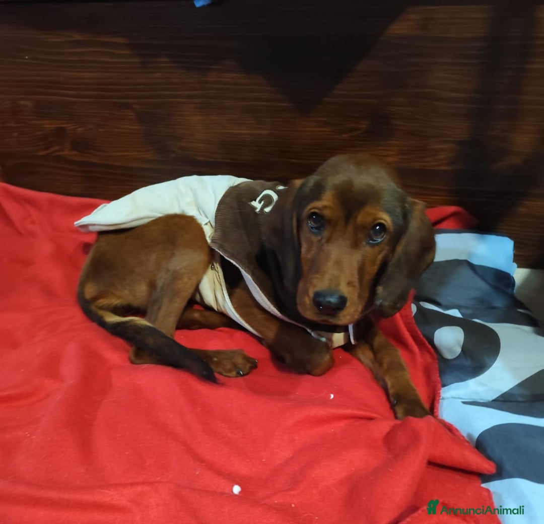 Meticcio cani in regalo: GIUGGIOLA 1 anno taglia piccola  - Annuncio 5