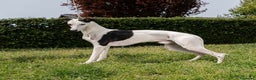 Whippet cani in vendita: Cuccioli di whippet  - Annuncio 11
