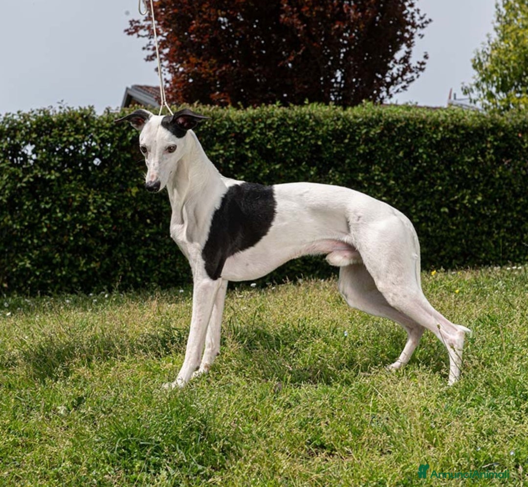 Whippet cani in vendita: Cuccioli di whippet  - Annuncio 11