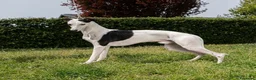 Whippet cani in vendita: Cuccioli di whippet  - Annuncio 11