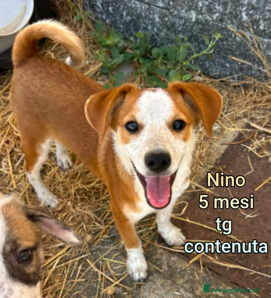 Meticcio cani in regalo: ADOTTA UN CUCCIOLO  a Provincia di Reggio Emilia - Annuncio 1