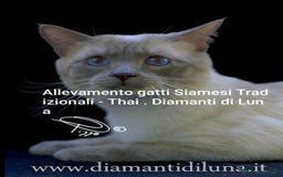 Siamese gatti in vendita: cuccioli old style Siamese - Thai con pedigree  a Città metropolitana di Roma Capitale - Immagine 6