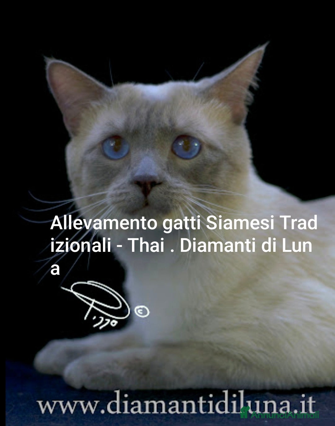 Siamese gatti in vendita: cuccioli old style Siamese - Thai con pedigree  a Città metropolitana di Roma Capitale - Immagine 6