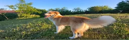Australian Shepherd cani in vendita: Cucciolo pastore australiano con occhi blu - Annuncio 3