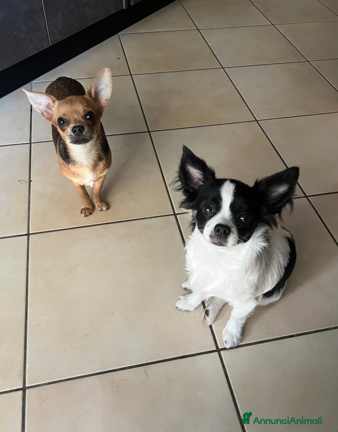 Chihuahua cani in vendita: Chihuahua Femmine pedigree Enci  - Annuncio 5