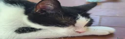 Meticcio gatti in regalo: Elettra la dolce - Annuncio 4